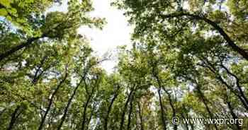 Forest County acquires 160 acres for sustainable forestry, conservation efforts - WXPR