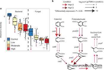 How microorganisms in the soil respond to and are altered by forest wildfire - Nature.com