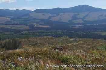 Action on Forest Practices Board recommendations lagging, says Conservation North - Prince George Citizen