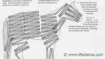 The US Forest Service Guide To Completely Obliterating A Horse With Explosives - IFLScience