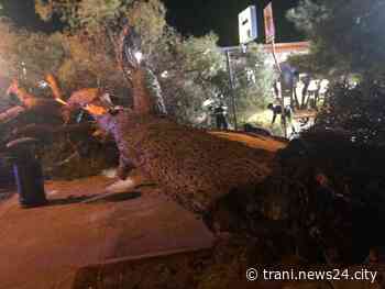 Salve, sono l’ennesimo pino che muore a Trani - Trani News24 City