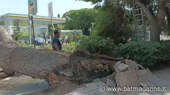 #VIDEO.Trani - Grosso albero di pino si spezza e cade. Nessun ferito - BAT Magazine