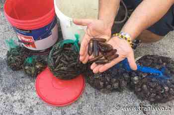 La Guardia Costiera di Trani sequestra oltre 4 chili di datteri di mare - TraniViva
