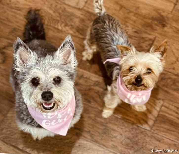 Photo Gallery: National Dog Day!