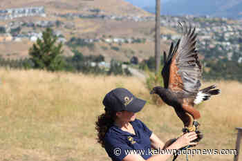 VIDEO: Raptors fly at Vernon nature centre - Kelowna Capital News