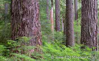 Province Protects All Old-Growth Forest on Crown Land - 101.5 The Hawk