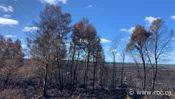 State of emergency to be lifted for central Newfoundland as forest fires remain stable - CBC.ca