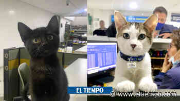 Dos gatos rescatados ahora tienen trabajo como inspectores de Taxis Libres - El Tiempo