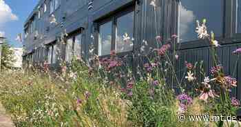 Naturerlebnis in der Stadt: Außenanlage am Kreishaus wird neu gestaltet - Mindener Tageblatt