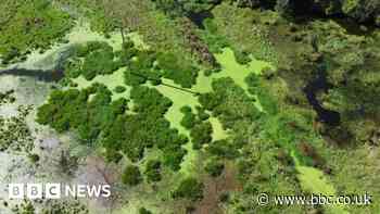 Beaver dams in east Devon create area of wetland amid drought