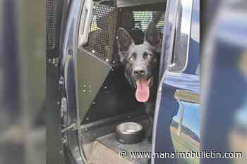 Happy International Dog Day: Kamloops police pooch gets her man - Nanaimo Bulletin