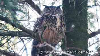 Mindelheim: Ist der Uhu der Grund für den Krähen-Schwund in Mindelheim? | Mindelheimer Zeitung - Augsburger Allgemeine