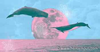 What Is My Rising Sign And What Does It Mean In Astrology? - Her Campus