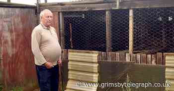 Scunthorpe allotment holder finds six chickens beheaded after vandals break in - Grimsby Live