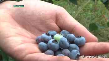 Aantal Limburgse zorgboerderijen daalt zienderogen - TV Limburg