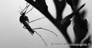 Belluno, da lunedì 29 kit anti zanzare disponibile in Comune - L'Amico del Popolo