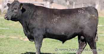 Reiland Angus offers elite sires at spring sale - The Border Mail