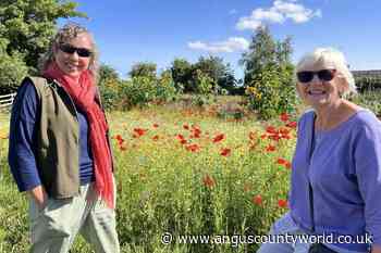 Environment, Forfar | Forfar gardening group praised for outstanding efforts - AngusWorld