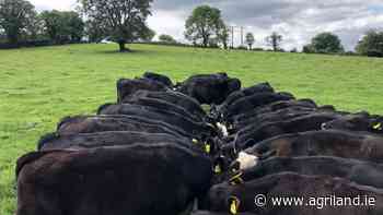 Incentive to improve genetics of Angus-cross beef cattle launched - Agriland