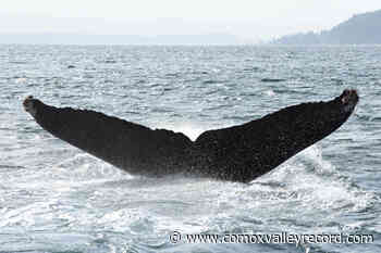 Discovery Islands resurfacing as a B.C. humpback hot spot - Comox Valley Record
