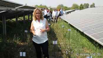 Biologische Vielfalt an ungewohnter Stelle: Im Solarpark in Halle soll der Wildwuchs sprießen - Mitteldeutsche Zeitung