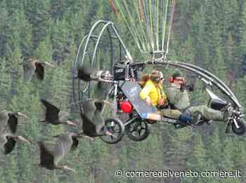 Verona, dispersi due Ibis eremita durante la migrazione guidata. I ricercatori: «Aiutateci a ritrovarli» - Corriere della Sera