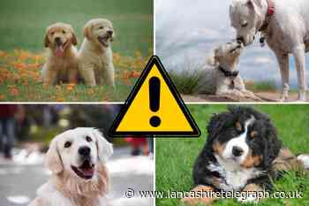 Warning to UK dog owners over common plants that could lead to death