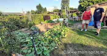 Raunheim: Reiche Ernte trotz Trockenheit - Main-Spitze