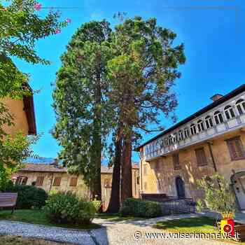 Le sequoie di Clusone inserite nell'elenco degli alberi monumentali d'Italia - Valseriana News - Valseriana News