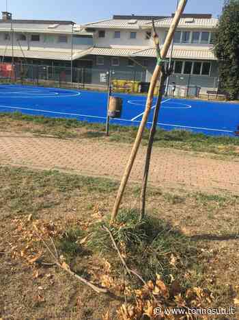 BEINASCO - Al parco delle Lose, Fornaci, vandali rompono i rami degli alberelli appena piantati - TorinoSud