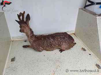 BEINASCO - Brutta avventura per un capriolo imprigionato in una ditta abbandonata - TorinoSud