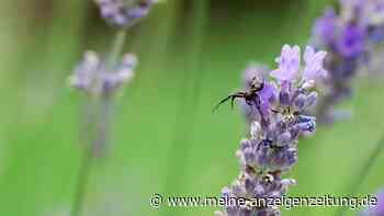 Spinnen vertreiben: Lavendel ist für sie abstoßend