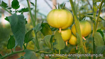 Tomaten an der Pflanze schneller reifen lassen: Der Apfel-Trick