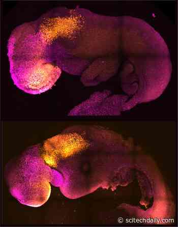 Scientists Grow “Synthetic” Mouse Embryo – With Brain and Beating Heart – From Stem Cells