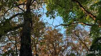 Ulm: Kastanien von Miniermotte befallen - SWR Aktuell