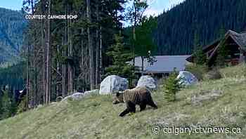 Canmore grizzly relocated by Alberta Fish and Wildlife - CTV News Calgary