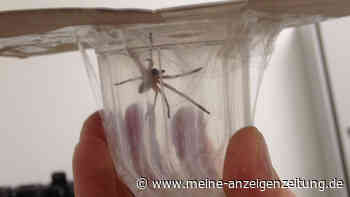 Giftige Spinne breitet sich aus: Was Sie tun sollten, wenn Sie eine Nosferatu-Spinne finden
