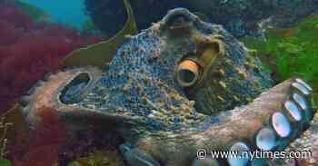 Octopuses Don’t Have Backbones — or Rights