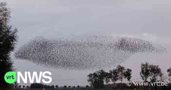 Duizenden spreeuwen verzamelen elke avond in Steenkerke bij Veurne, een lust voor fotografen - VRT NWS