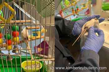 BC SPCA caring for 99 budgies found in West Kelowna home - Kimberley Daily Bulletin - Kimberley Bulletin