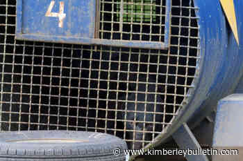 Four bears killed this month in Vancouver Island village, here’s why - Kimberley Bulletin