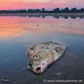 Umweltministerin rechnet mit langfristigen Schäden für Oder - radioeuskirchen.de
