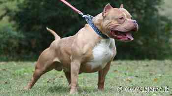 Vigevano, dog sitter morsa al volto da pitbull: 30 giorni di prognosi - Cronaca - ilgiorno.it - IL GIORNO
