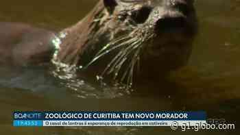 Novo casal de lontras é esperança de reprodução no zoológico de Curitiba - Globo