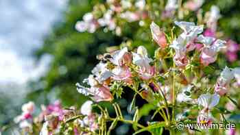 Drüsiges Springkraut: Mit Sieben-Meter-Sprüngen durch den Landkreis Wittenberg - Mitteldeutsche Zeitung