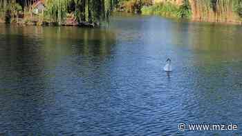 Aufregung am Schwanenteich Wittenberg: Schwan Costa mehrfach verschwunden - Gefährtin Diva alleine auf dem Wasser - Mitteldeutsche Zeitung