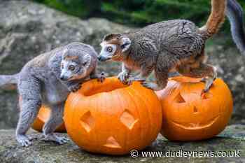 Bristol Zoo extends opening hours ahead of closure - Dudley News