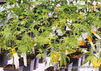 Aurora Cannabis buys controlling stake in Bevo Agtech - Virden Empire Advance