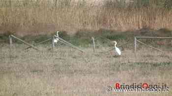 Centro faunistico, in tre anni salvati 1.124 esemplari - Brindisi Oggi, news Brindisi notizie Brindisi e provincia - BrindisiOggi