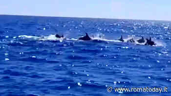 Decine di delfini avvistati a largo di Torvaianica